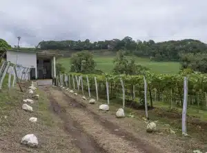 Agrocosco