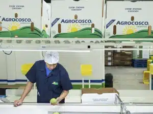 Agrocosco