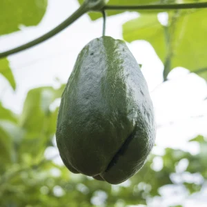 Agrocosco