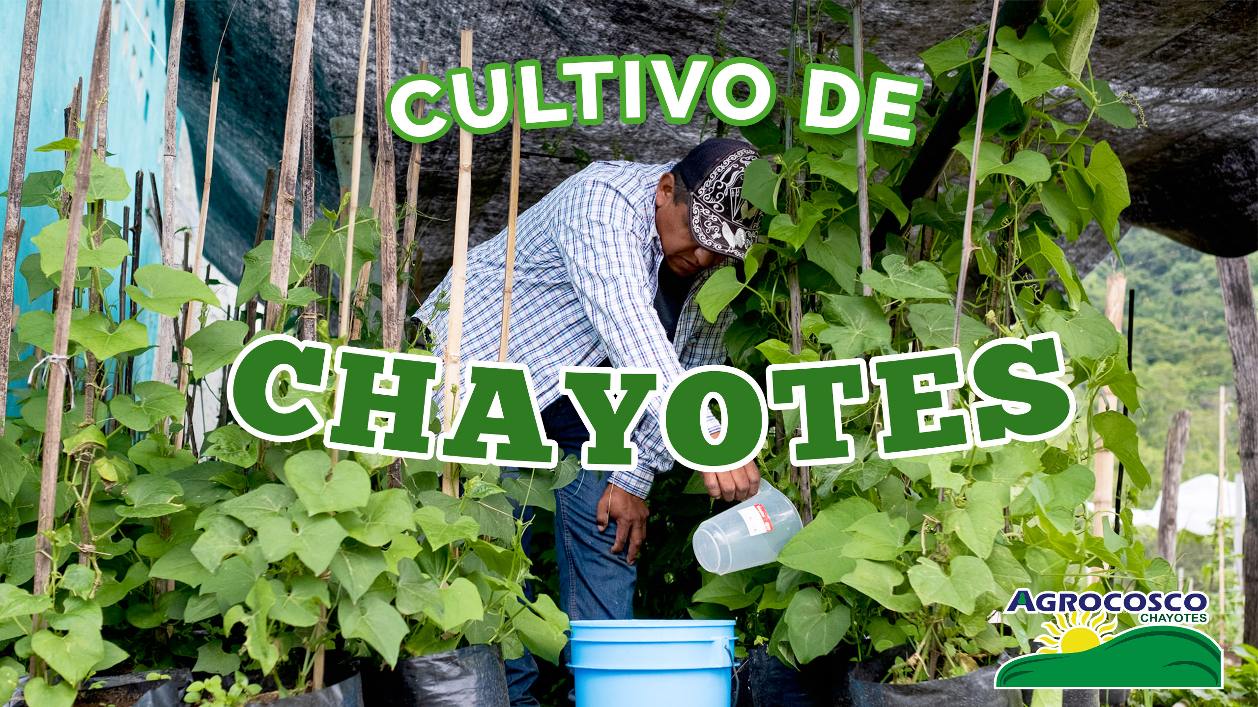 Como se cultiva el Chayote