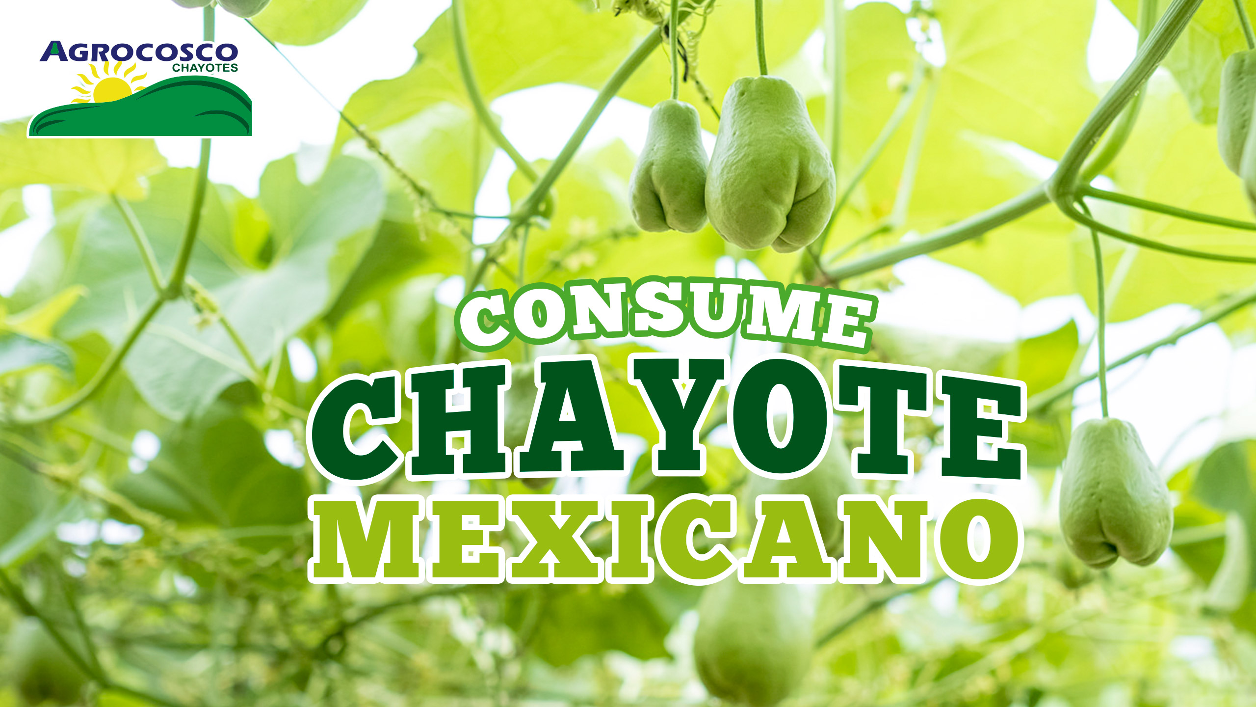 Consume chayote mexicano