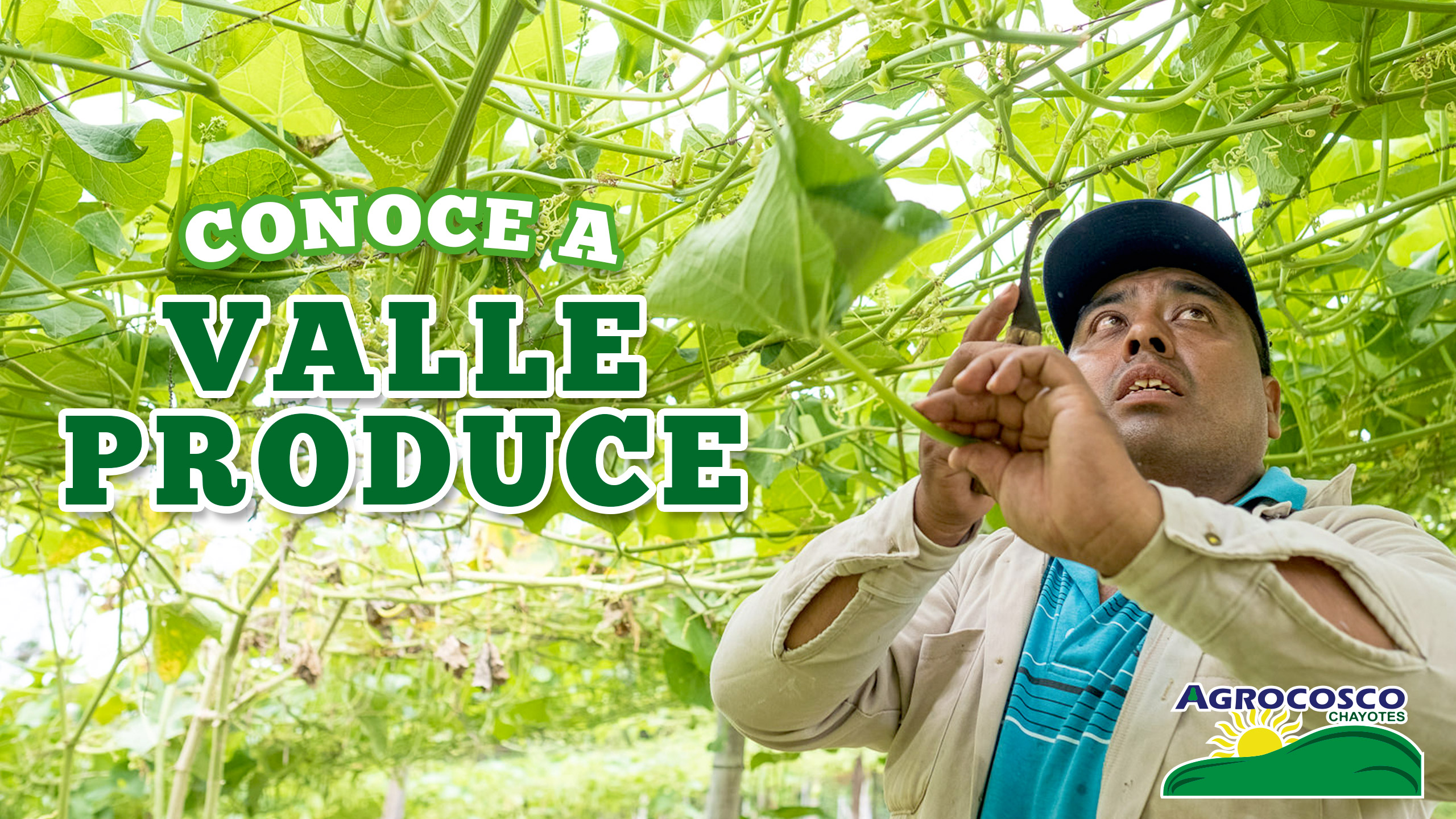 Chayote con calidad exportación