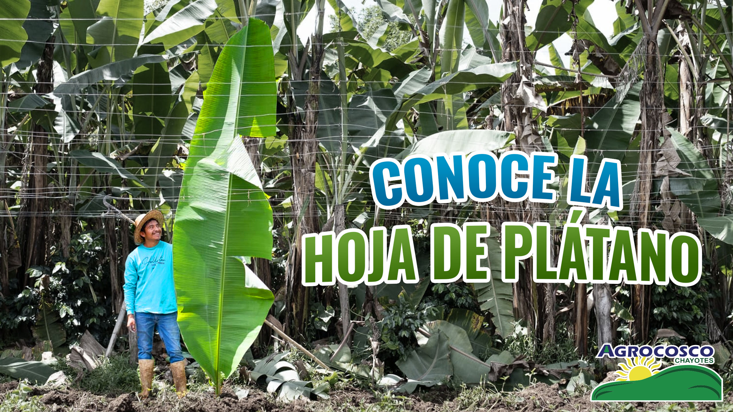 Conoce la hoja de plátano